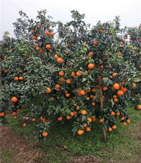 魏柑可能是這個季節(jié)最好吃的水果，90%的人都不知道