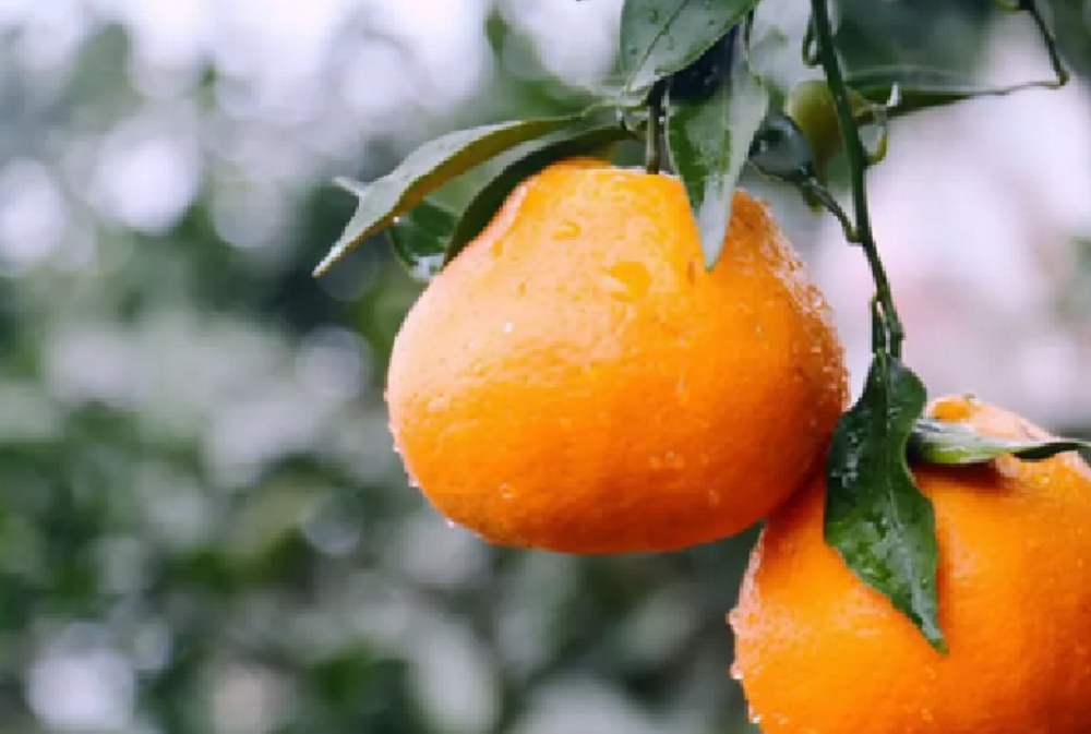 魏柑2號(hào)2.png 魏柑2號(hào)2.png