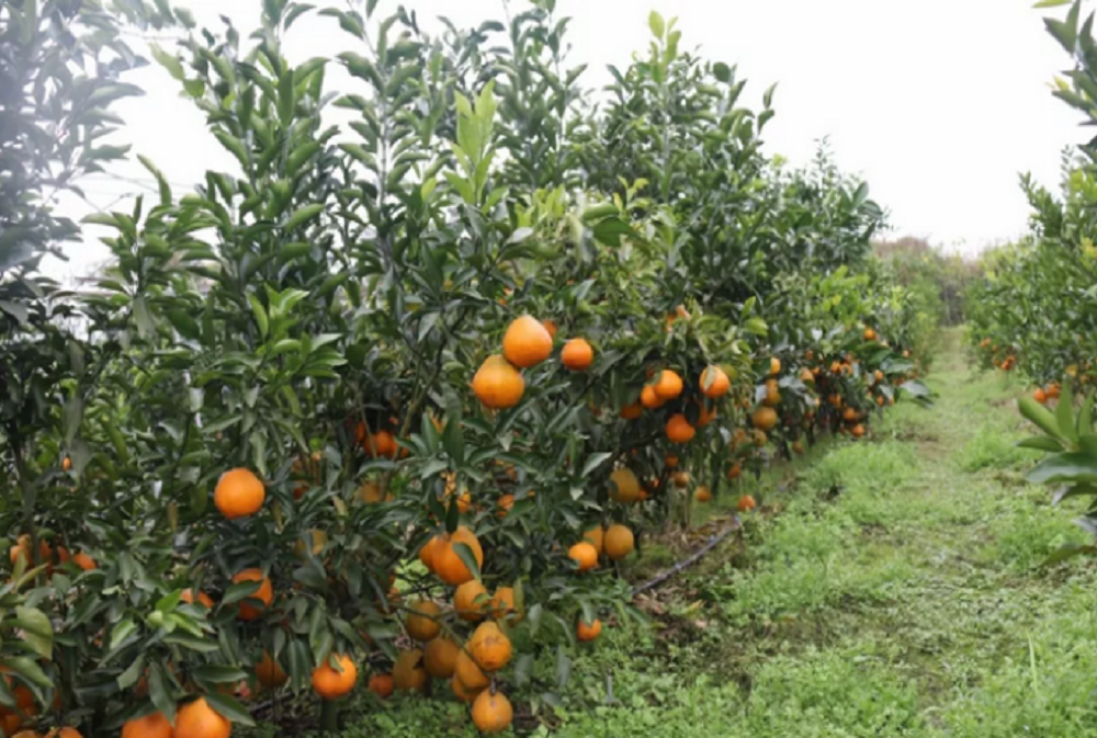 魏柑2號(hào)3.png 魏柑2號(hào)3.png