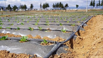 煙草滴灌.png 煙草滴灌.png